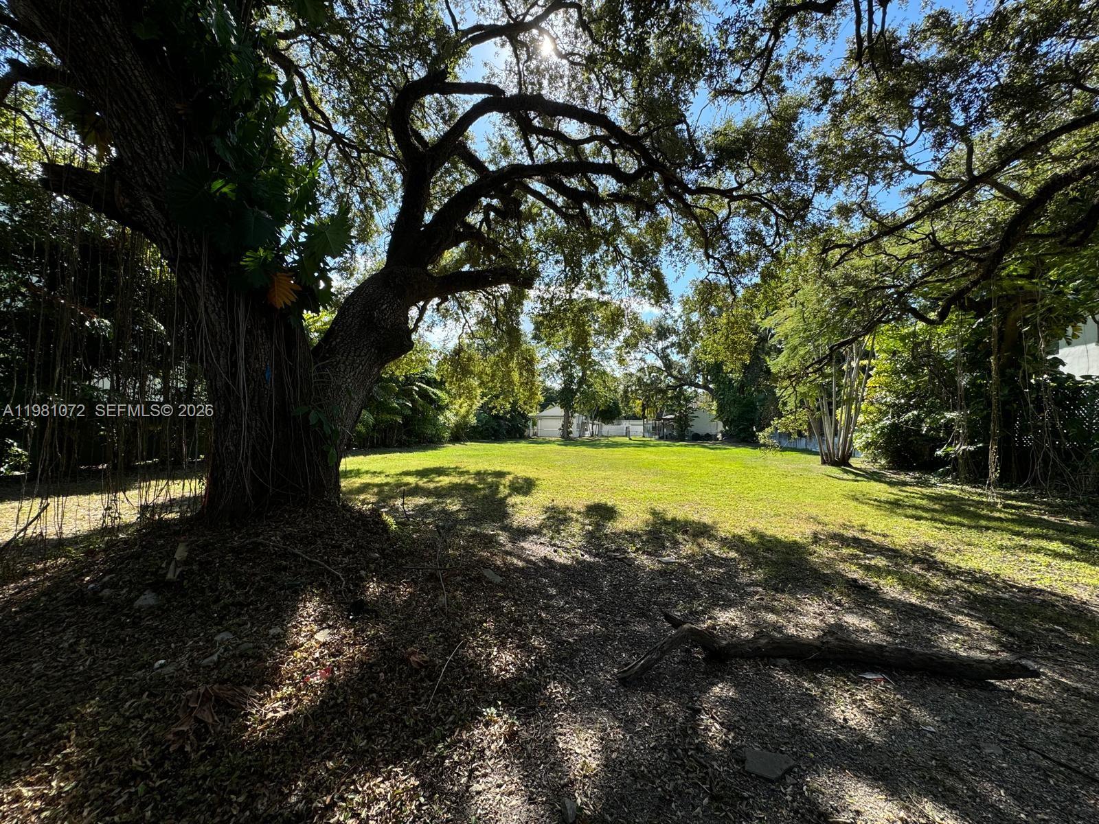A large, grassy backyard features a prominent mature tree in the foreground under bright sunlight — 3528 Royal Palm Ave, Miami FL 33133, MIAMI, FL