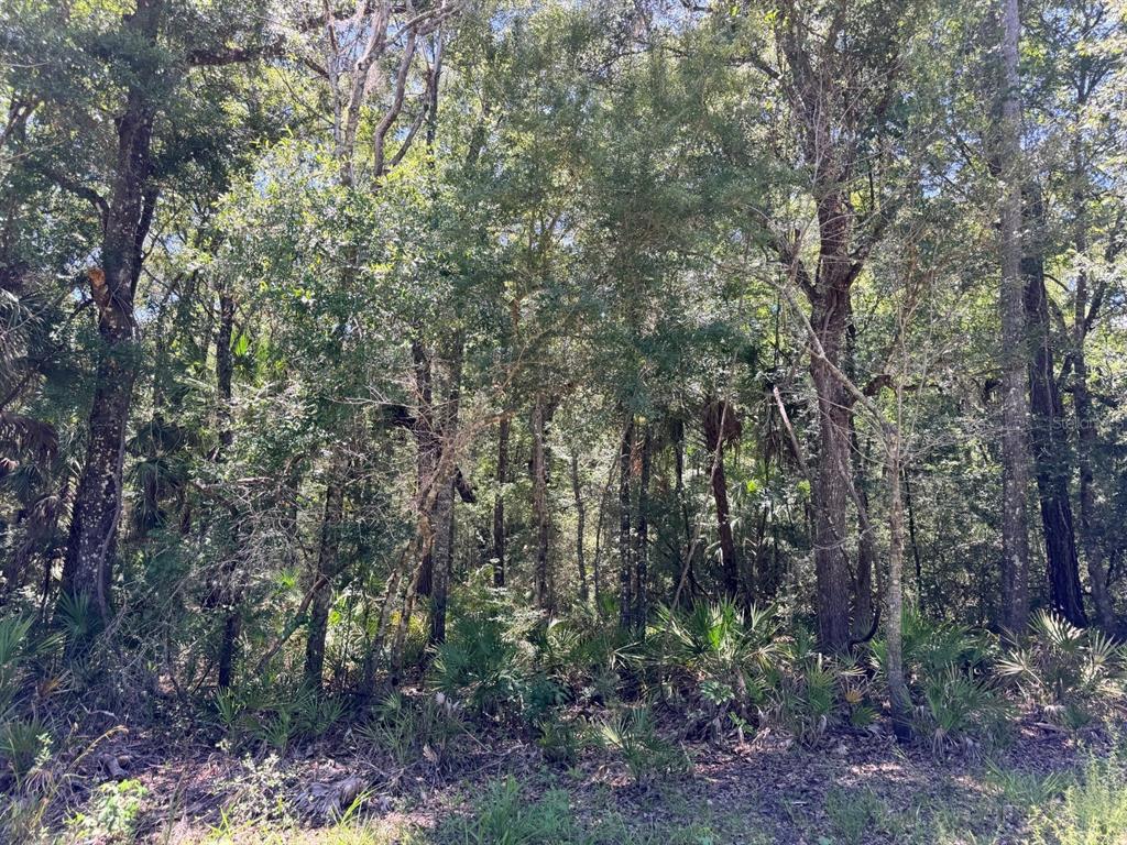 A densely wooded lot with mature trees and low-lying palmetto plants — 0 SE HWY 19, INGLIS, FL