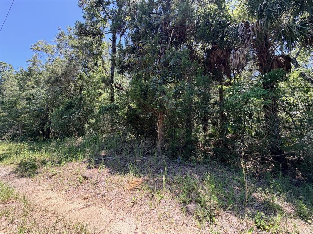 A view of a wooded, undeveloped lot with tall trees and sandy ground — 0 SE HWY 19, INGLIS, FL