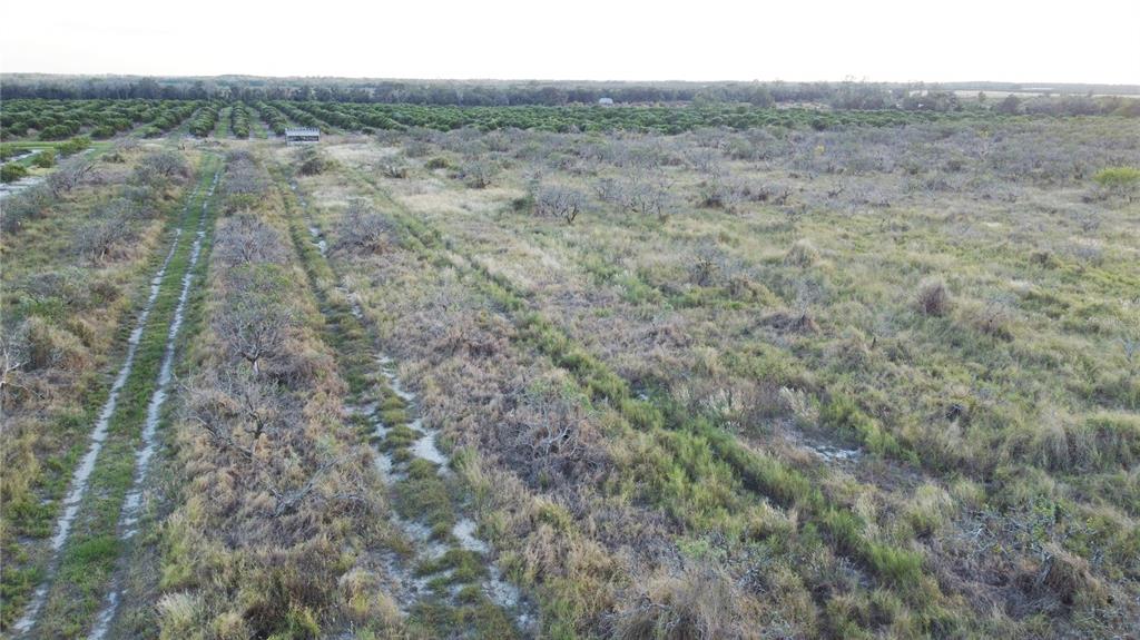 An aerial view of a large, grassy field with rows of trees and shrubs — 1895 OTTO POLK ROAD, FROSTPROOF, FL