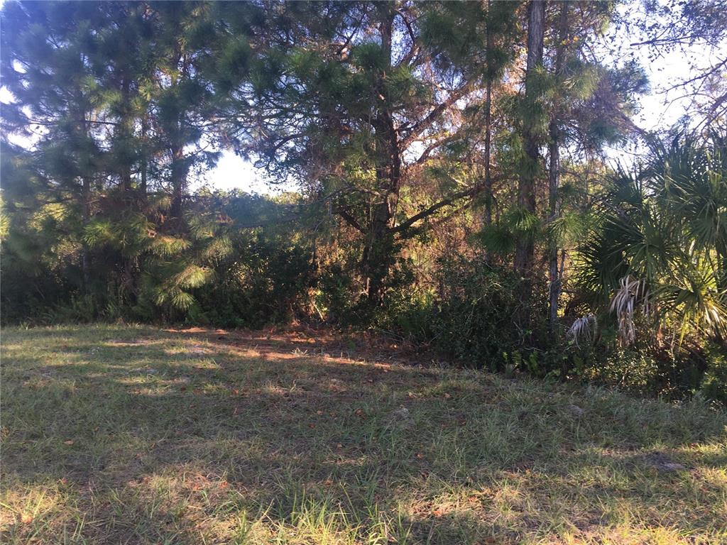 A grassy clearing sits in front of a dense line of pine trees and palmettos — 170 TOURNAMENT ROAD, ROTONDA WEST, FL