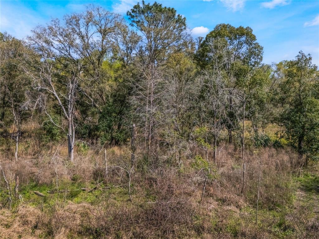 A view of a wooded lot with tall trees and dry, brushy vegetation — 2208 EISENHOWER STREET, INVERNESS, FL