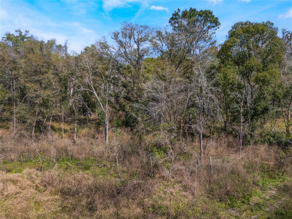 A view of a wooded lot with dry grasses and various trees under a blue sky — 2208 EISENHOWER STREET, INVERNESS, FL