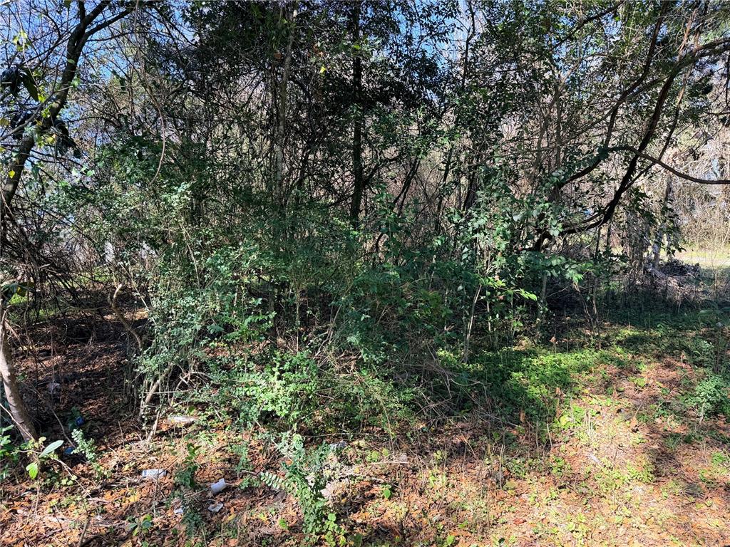 A dense, wooded lot with overgrown shrubs and trees under a clear blue sky — TBD NW 151ST AVENUE, ALACHUA, FL