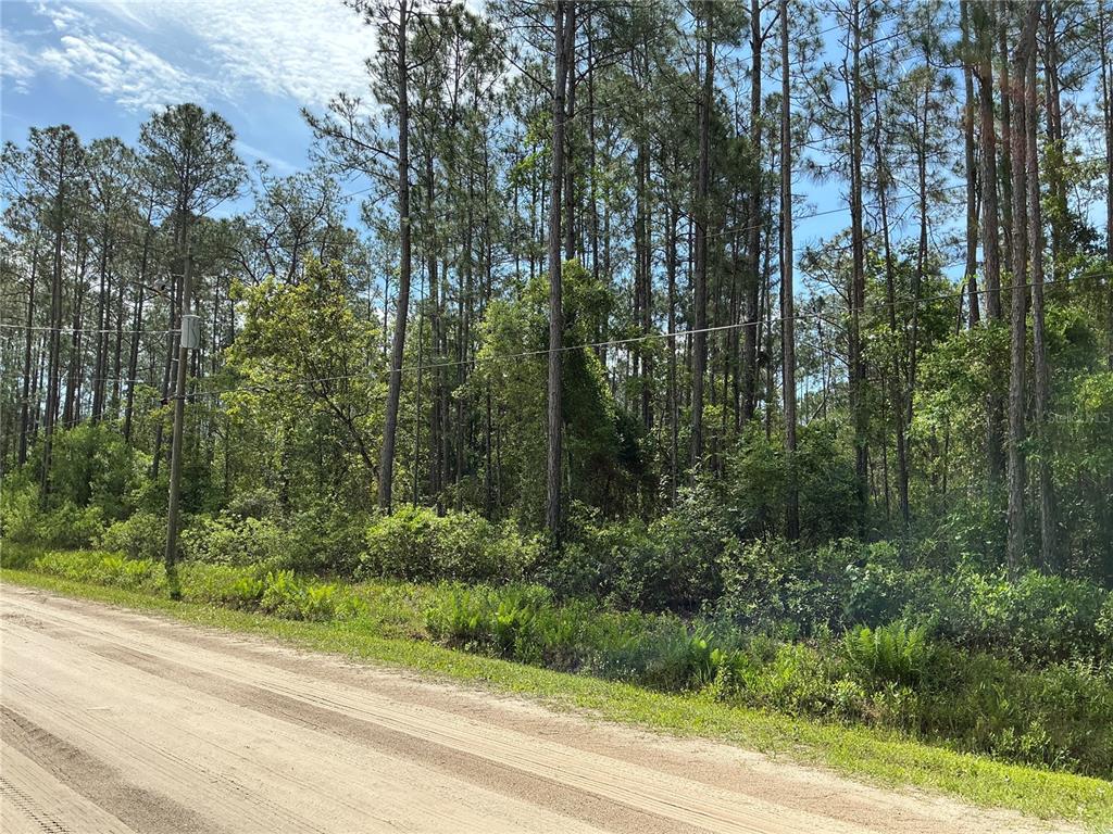 A dirt road runs alongside a densely wooded lot with tall pine trees — 4425 JOYCE STREET, HASTINGS, FL