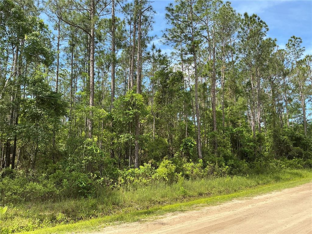A dirt road runs alongside a wooded lot filled with tall pine trees and brush — 4425 JOYCE STREET, HASTINGS, FL