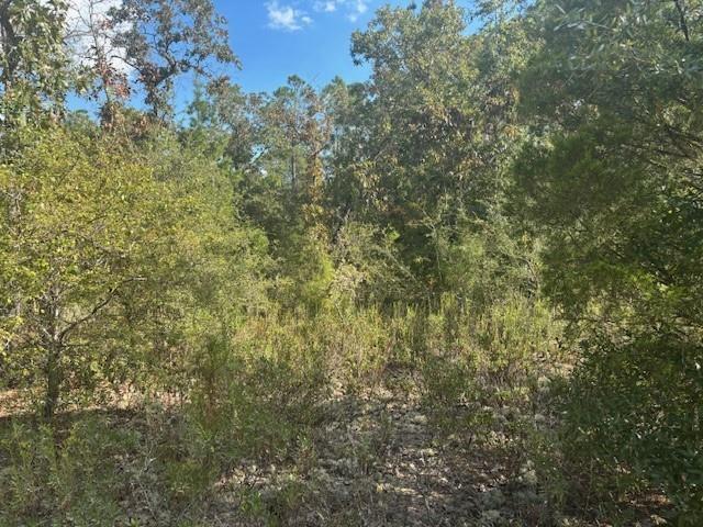 A wooded lot with dense trees, shrubs, and a rocky, uneven ground surface — 0 Nezperce Drive, FL 32420, FL