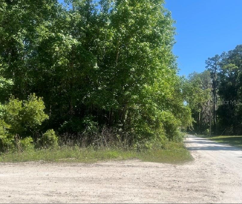 A dirt road runs alongside a wooded lot with dense green trees and vegetation — 14220 NW 182ND LANE, WILLISTON, FL