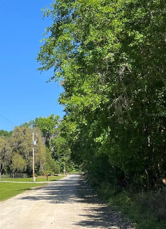 A dirt road runs alongside a dense line of trees under a clear blue sky — 14220 NW 182ND LANE, WILLISTON, FL