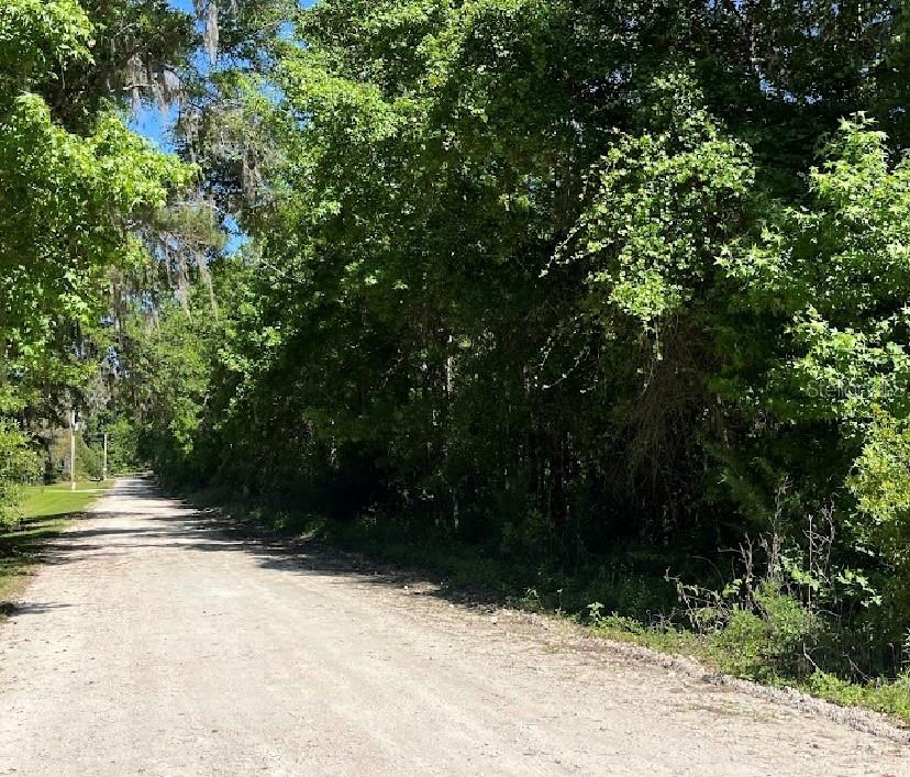 A dirt road runs alongside a dense forest of green trees under a blue sky — 14220 NW 182ND LANE, WILLISTON, FL