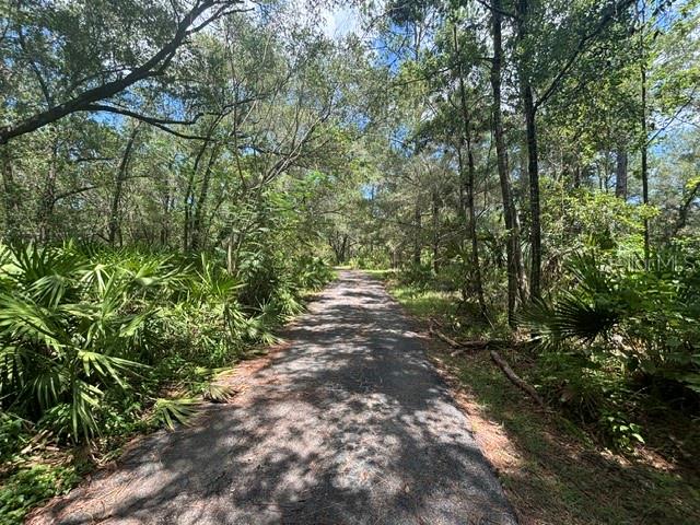A paved path winds through a dense forest with lush green palmettos and tall trees — 6594 N GOLD LEAF POINT, DUNNELLON, FL