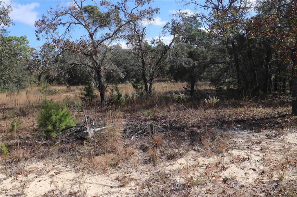 A wooded, sandy lot with tall grasses and scattered trees under a blue sky — 9097 N PEEWEE POINT, DUNNELLON, FL