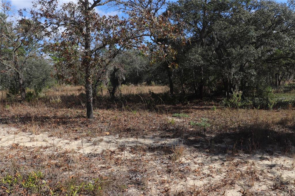 A wooded lot features sandy ground, dry grasses, and a mix of deciduous and evergreen trees — 9097 N PEEWEE POINT, DUNNELLON, FL