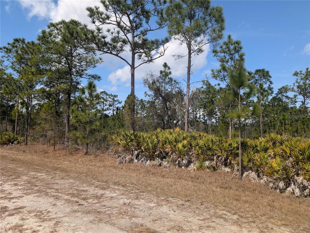A dirt path leads to a wooded lot filled with pine trees and saw palmetto bushes — 614 ALBA DRIVE, INDIAN LAKE ESTATES, FL