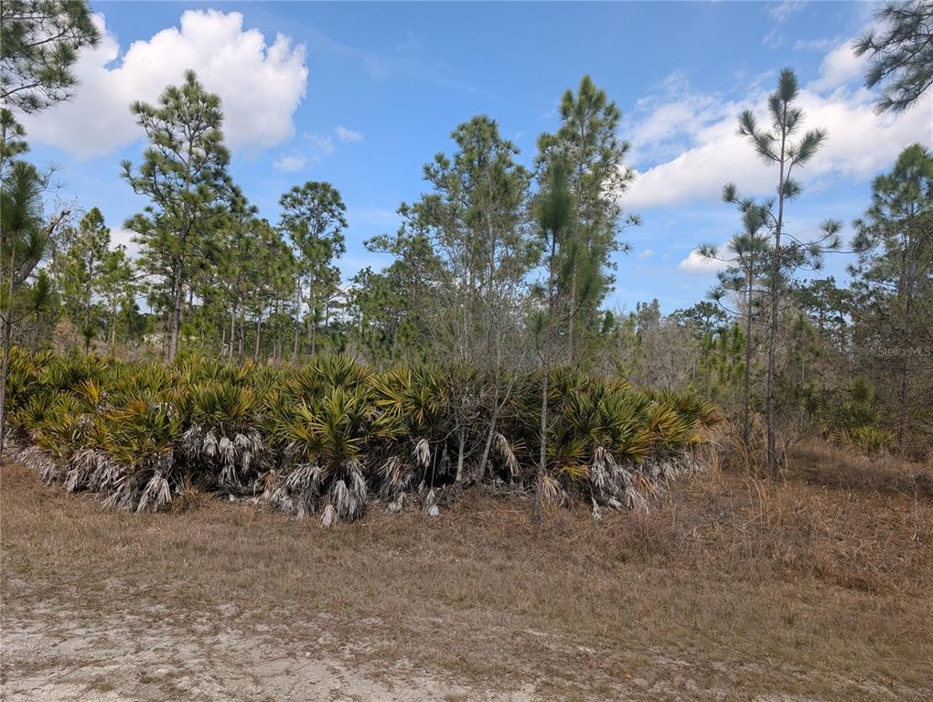 A dirt path leads to a dense thicket of saw palmettos and pine trees — 614 ALBA DRIVE, INDIAN LAKE ESTATES, FL