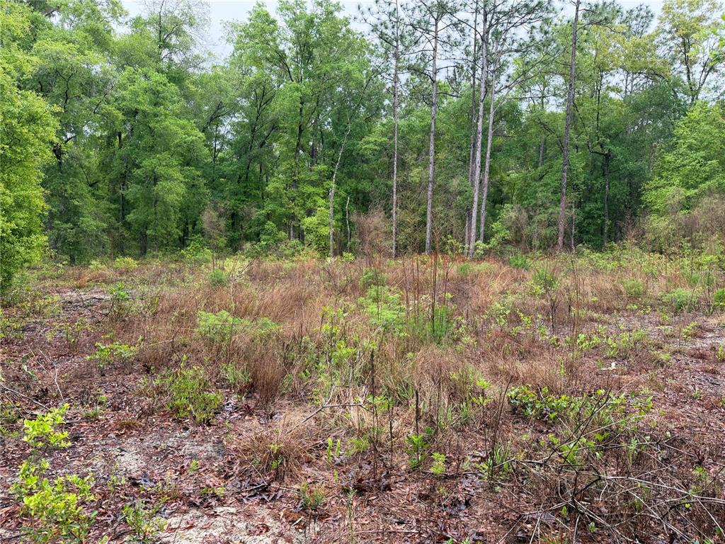 A view of a flat, grassy, and brush-covered lot bordered by a dense forest — 301 RAINBOW DRIVE, HAWTHORNE, FL