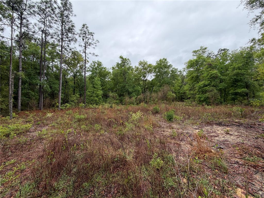 A view of a vacant, partially cleared lot with scattered brush and surrounding mature trees — 301 RAINBOW DRIVE, HAWTHORNE, FL