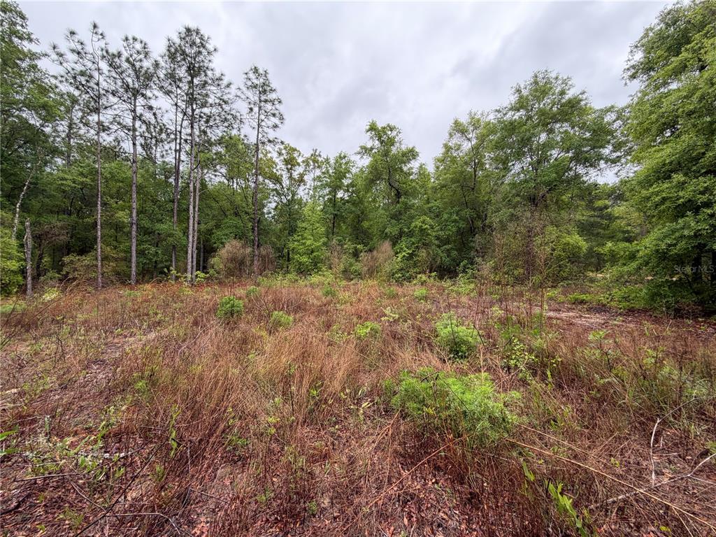A view of a grassy, undeveloped lot bordered by a dense forest of trees — 301 RAINBOW DRIVE, HAWTHORNE, FL