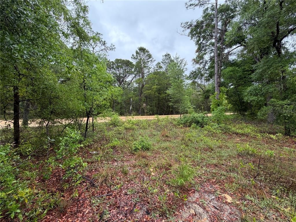 A view of a wooded, undeveloped lot with a dirt road visible in the background — 301 RAINBOW DRIVE, HAWTHORNE, FL