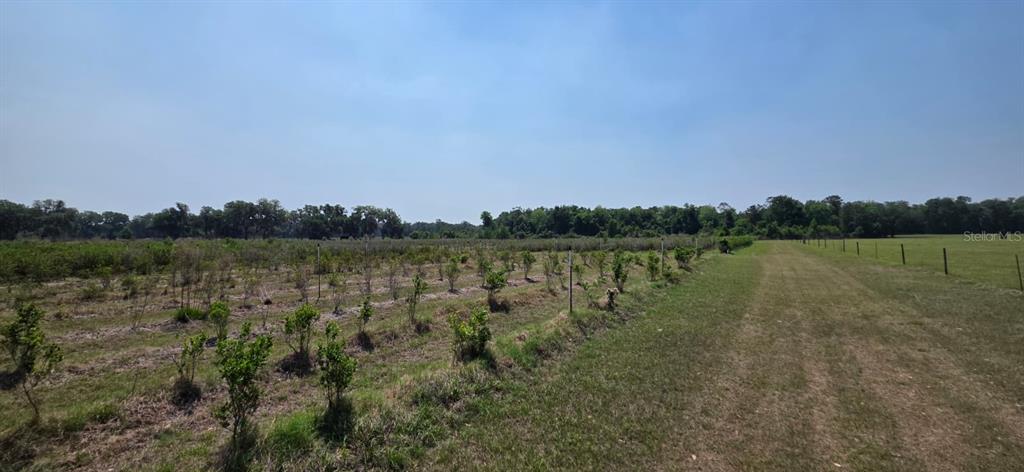 A field of small shrubs planted in rows next to a grassy area and trees — 10434 SE 225TH DRIVE, HAWTHORNE, FL