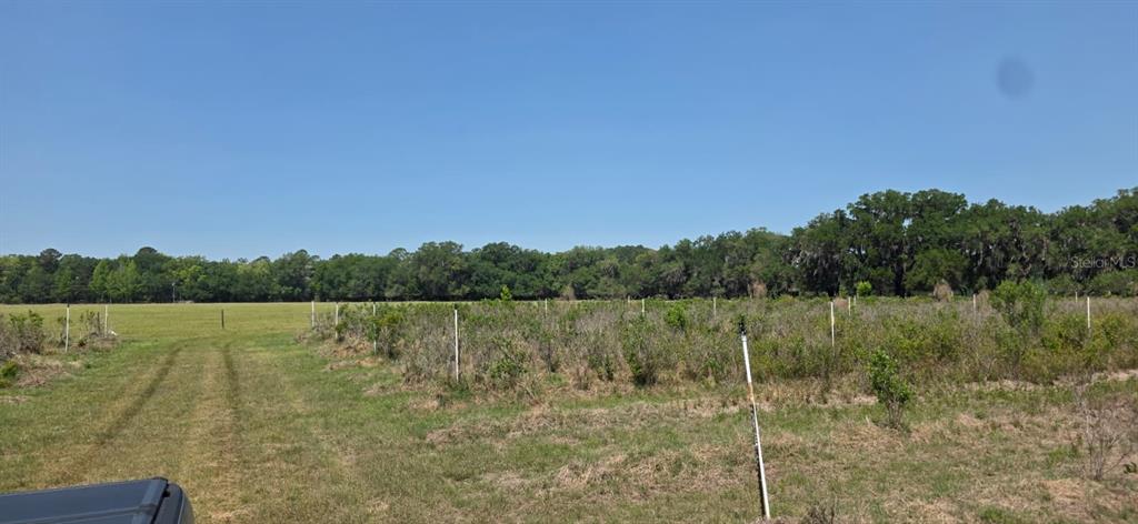 A wide, grassy field features rows of small saplings marked by white stakes — 10434 SE 225TH DRIVE, HAWTHORNE, FL