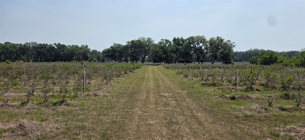 A dirt path runs through rows of small shrubs in a large, open field — 10434 SE 225TH DRIVE, HAWTHORNE, FL