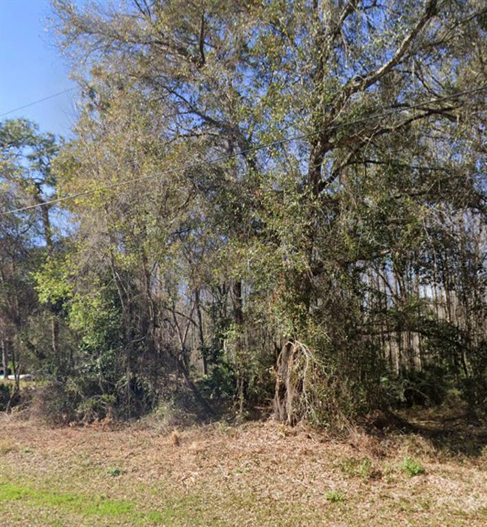 A view of a wooded lot with mature trees and dense undergrowth under a blue sky — KEY LIME, NEW PORT RICHEY, FL