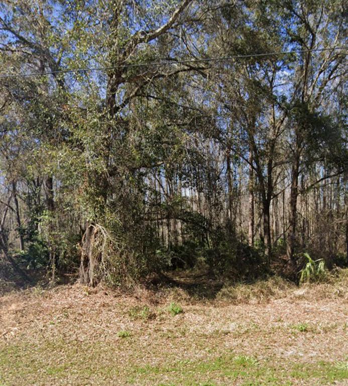 A wooded lot with mature trees and dense undergrowth under a clear blue sky — KEY LIME, NEW PORT RICHEY, FL