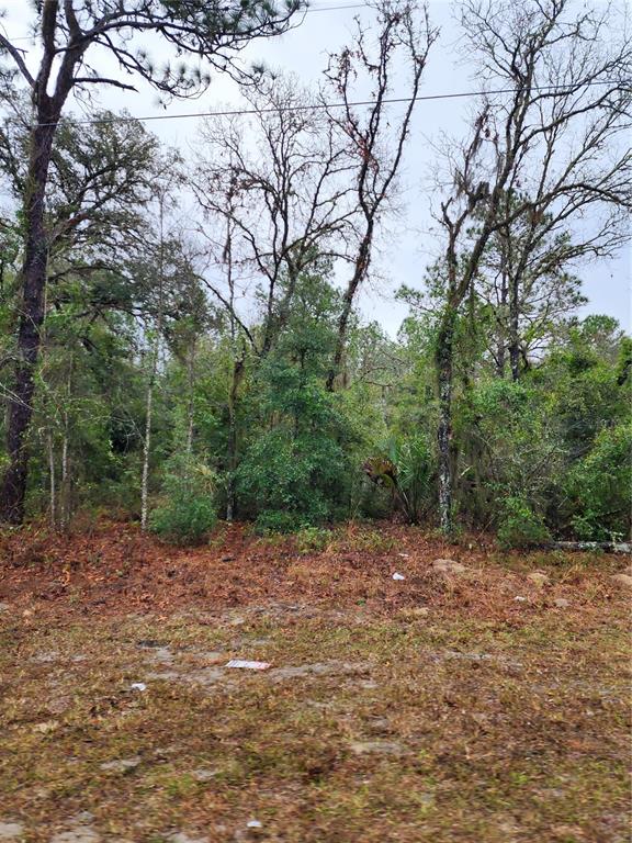 A view of a wooded, undeveloped lot with scattered pine needles and dense vegetation — 7360 W DUNNELLON ROAD, DUNNELLON, FL