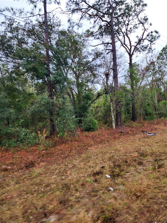 A wooded lot with tall pine trees and dense undergrowth under an overcast sky — 7360 W DUNNELLON ROAD, DUNNELLON, FL