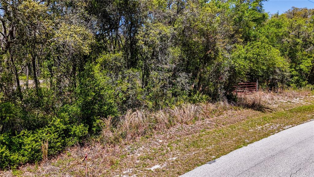 A paved road runs alongside a wooded lot with a red metal gate in the background — 34281 UMBRELLA ROCK DRIVE, WEBSTER, FL