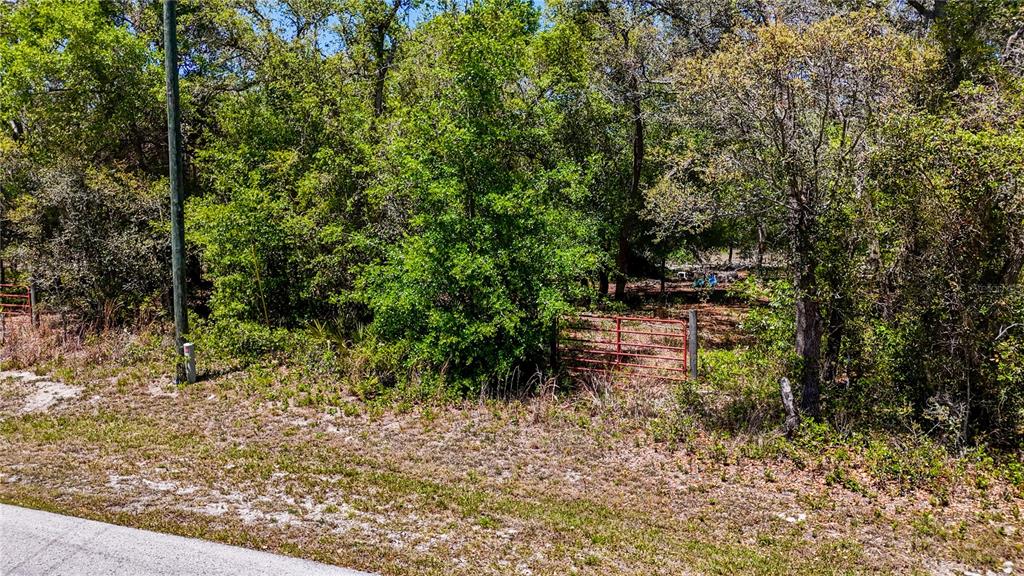 A red metal gate stands at the edge of a wooded lot beside a road — 34281 UMBRELLA ROCK DRIVE, WEBSTER, FL