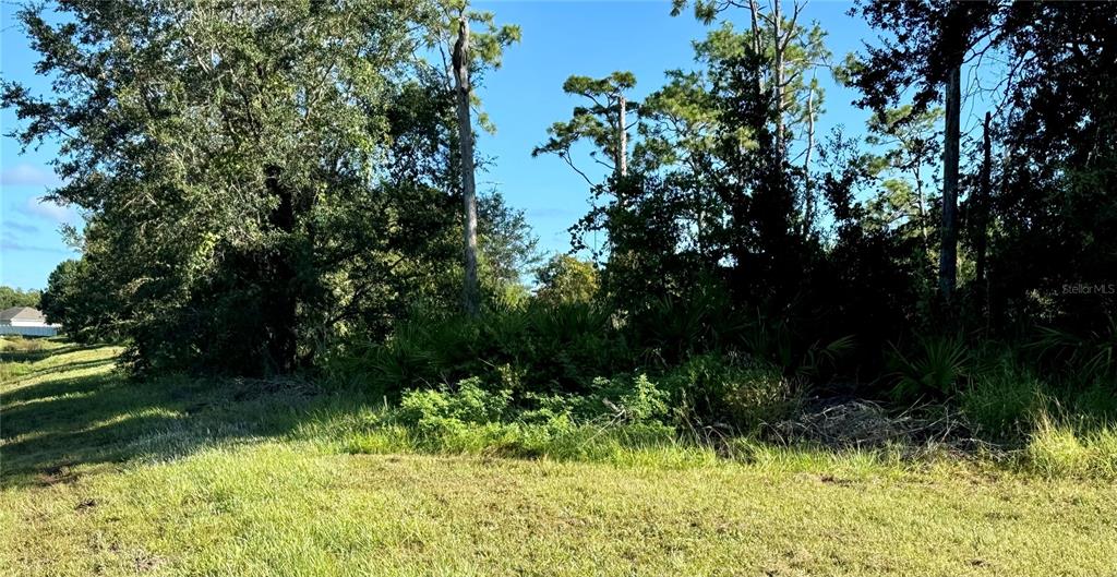 A grassy lot features dense trees and shrubs under a clear blue sky — 638 JAGUAR COURT, KISSIMMEE, FL