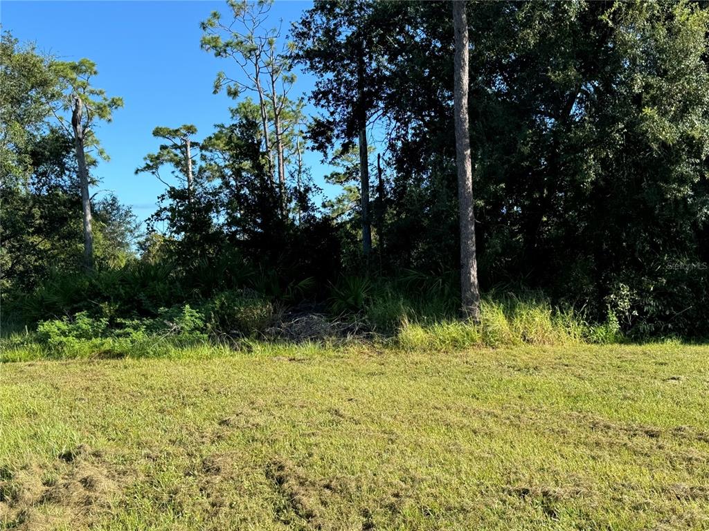 A grassy field leads to a dense line of trees and shrubs under a clear sky — 638 JAGUAR COURT, KISSIMMEE, FL