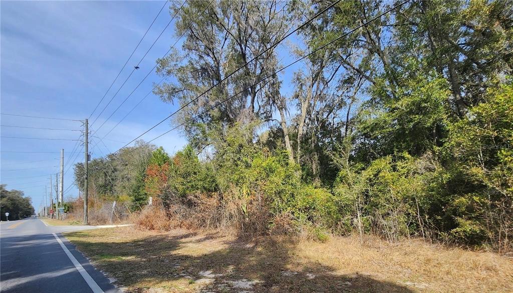 A paved road runs alongside a wooded, undeveloped lot with tall trees and brush — SE 36TH CT, SUMMERFIELD, FL