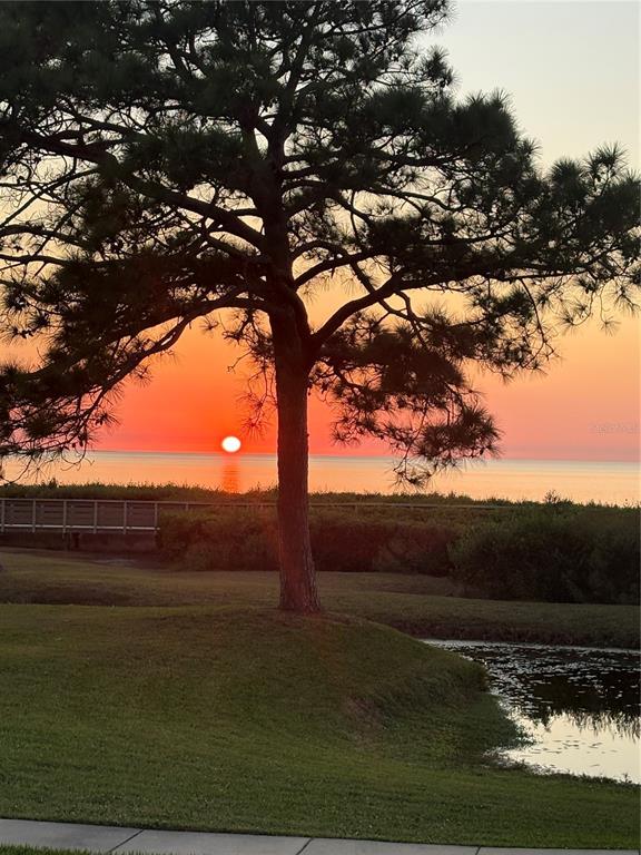 A large pine tree stands in the foreground overlooking a sunset over the ocean — 621 WINDRUSH BAY DRIVE UNIT 621, TARPON SPRINGS, FL