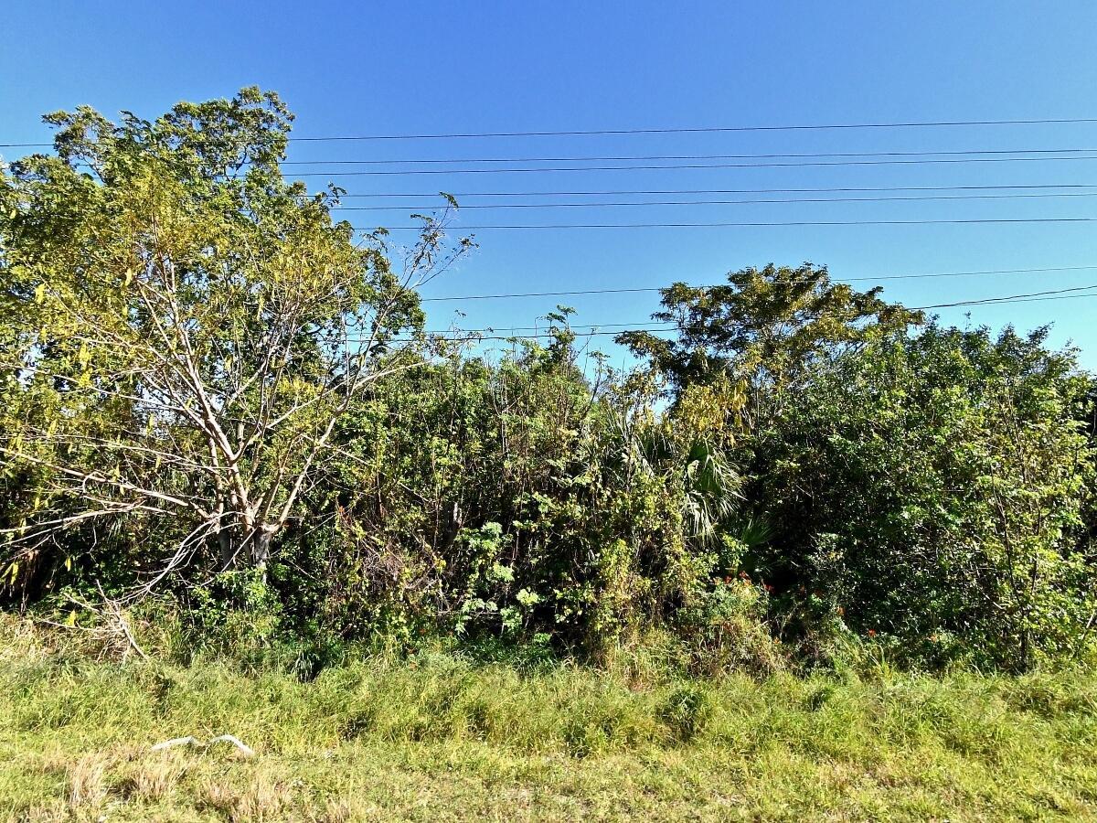 A grassy foreground leads to a dense thicket of trees and shrubs under a clear sky — 3950 N Us Highway 1, FL 34946, FL