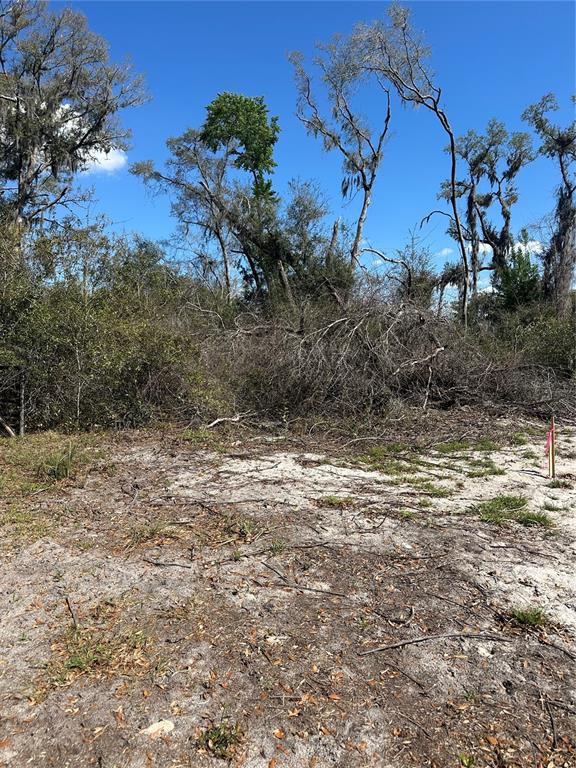 A sandy, partially cleared lot features scattered brush and tall trees under a clear sky — NE 688TH AVENUE, CROSS CITY, FL