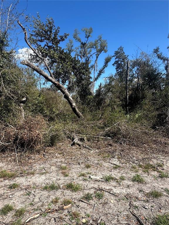 A view of a sandy, partially cleared lot with trees and brush under a blue sky — NE 688TH AVENUE, CROSS CITY, FL