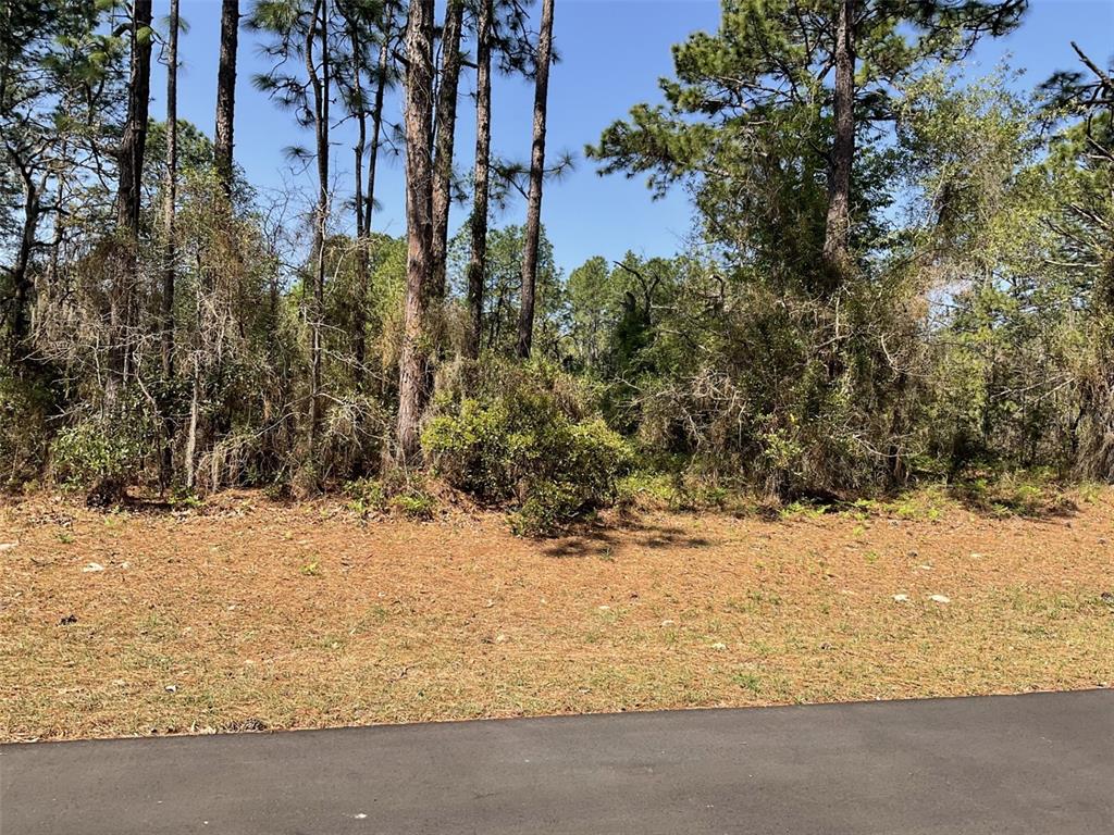 A paved road borders a wooded lot with pine trees and dense undergrowth — UNDETERMINED, DUNNELLON, FL