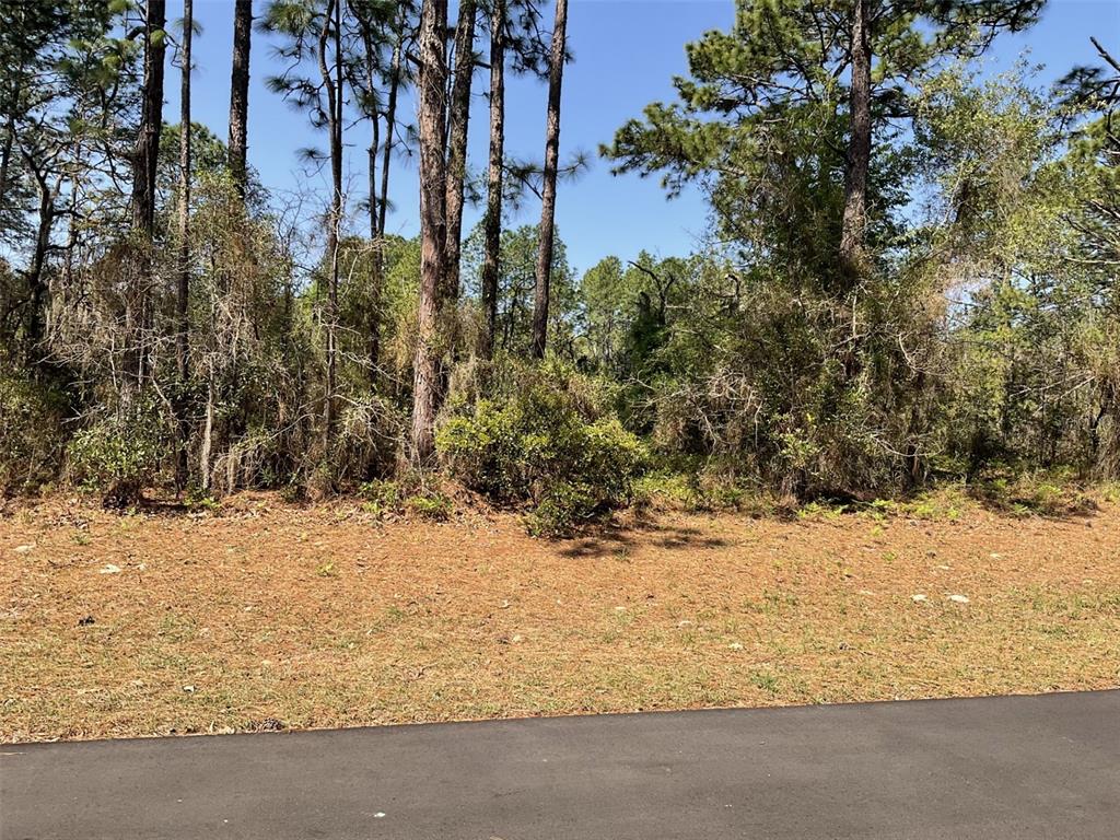 A paved road borders a wooded lot covered in pine needles and dense vegetation — UNDETERMINED, DUNNELLON, FL