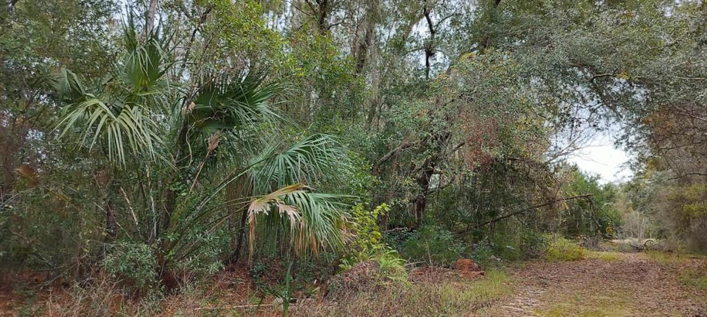 A wooded lot features a dirt path leading into a dense forest with palm trees — 965 S SALLY TERRACE, INVERNESS, FL