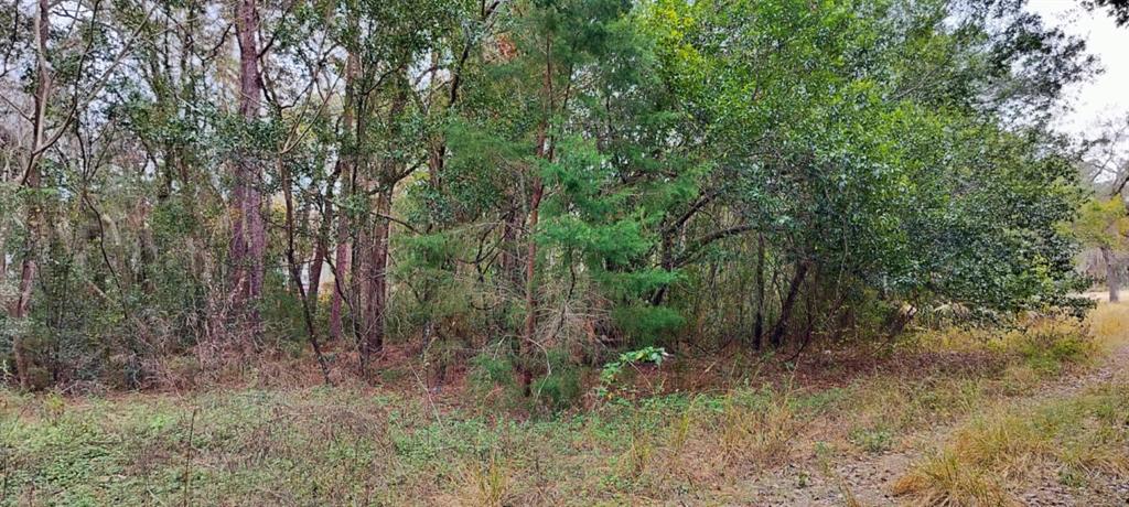 A wooded lot with dense trees and brush under an overcast sky — 965 S SALLY TERRACE, INVERNESS, FL