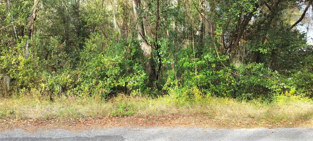 A view of a wooded lot with dense trees and brush bordering an asphalt road — 965 S SALLY TERRACE, INVERNESS, FL