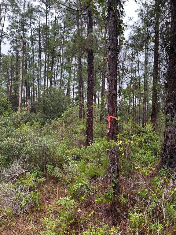 A wooded lot featuring tall pine trees and dense undergrowth with a marked tree — 715 HIBISCUS DRIVE, INDIAN LAKE ESTATES, FL