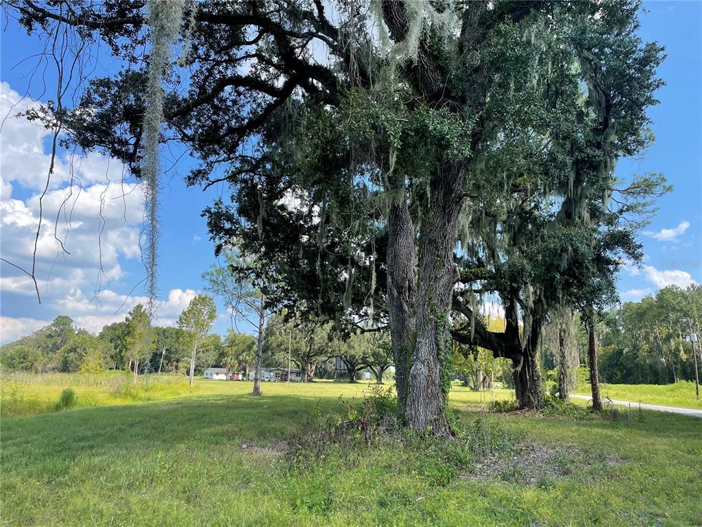 A large, moss-draped oak tree stands in a grassy field under a blue sky — 4102 COUNTY ROAD 181, WILDWOOD, FL
