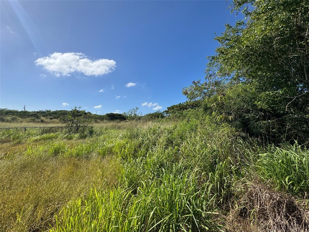 A view of an overgrown, grassy vacant lot under a clear blue sky — Carr. 542 BO. JAUCA, SECTOR CAYURE PREDIO 119, SANTA ISABEL, PR
