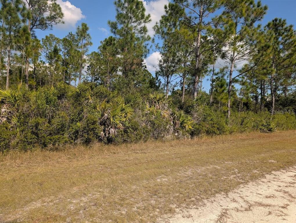 A dirt road runs alongside a wooded lot with dense vegetation and tall pine trees — OLEANDER DRIVE, INDIAN LAKE ESTATES, FL