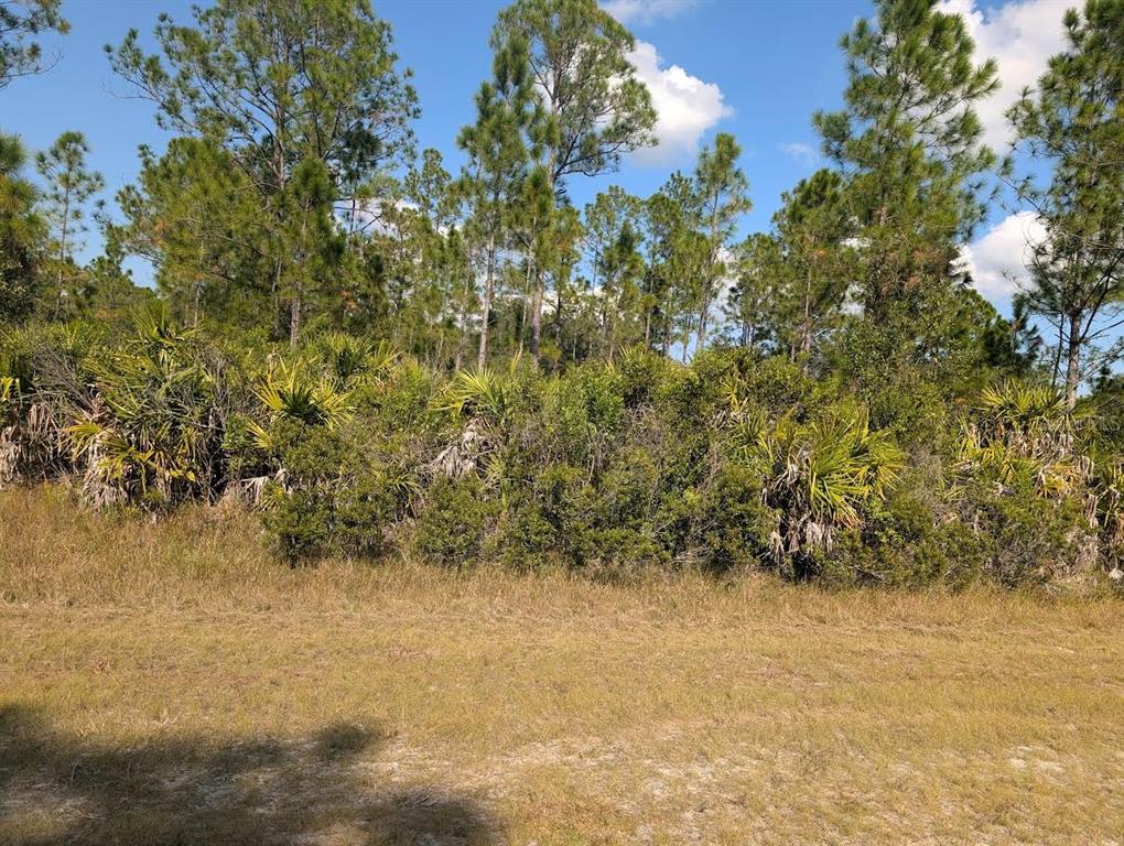 A grassy field leads to a dense thicket of palmettos and tall pine trees — OLEANDER DRIVE, INDIAN LAKE ESTATES, FL