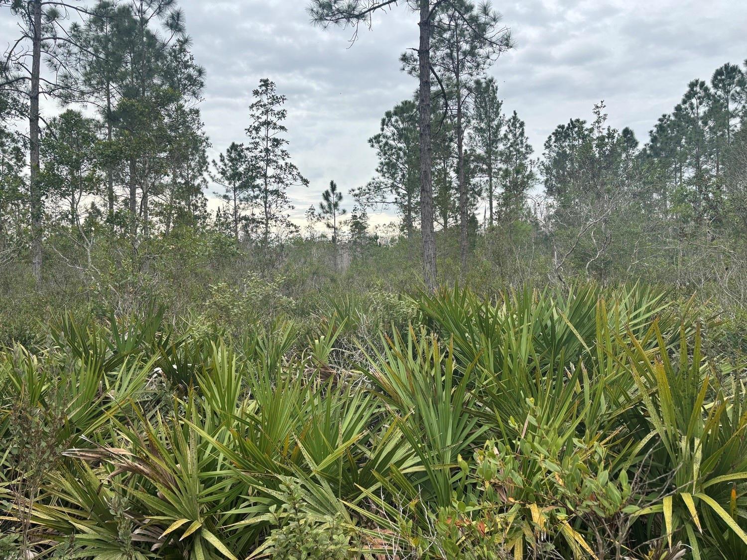 A wooded lot featuring tall pine trees and dense saw palmetto undergrowth under a cloudy sky — 0 Old Grade Road, FL 33868, FL